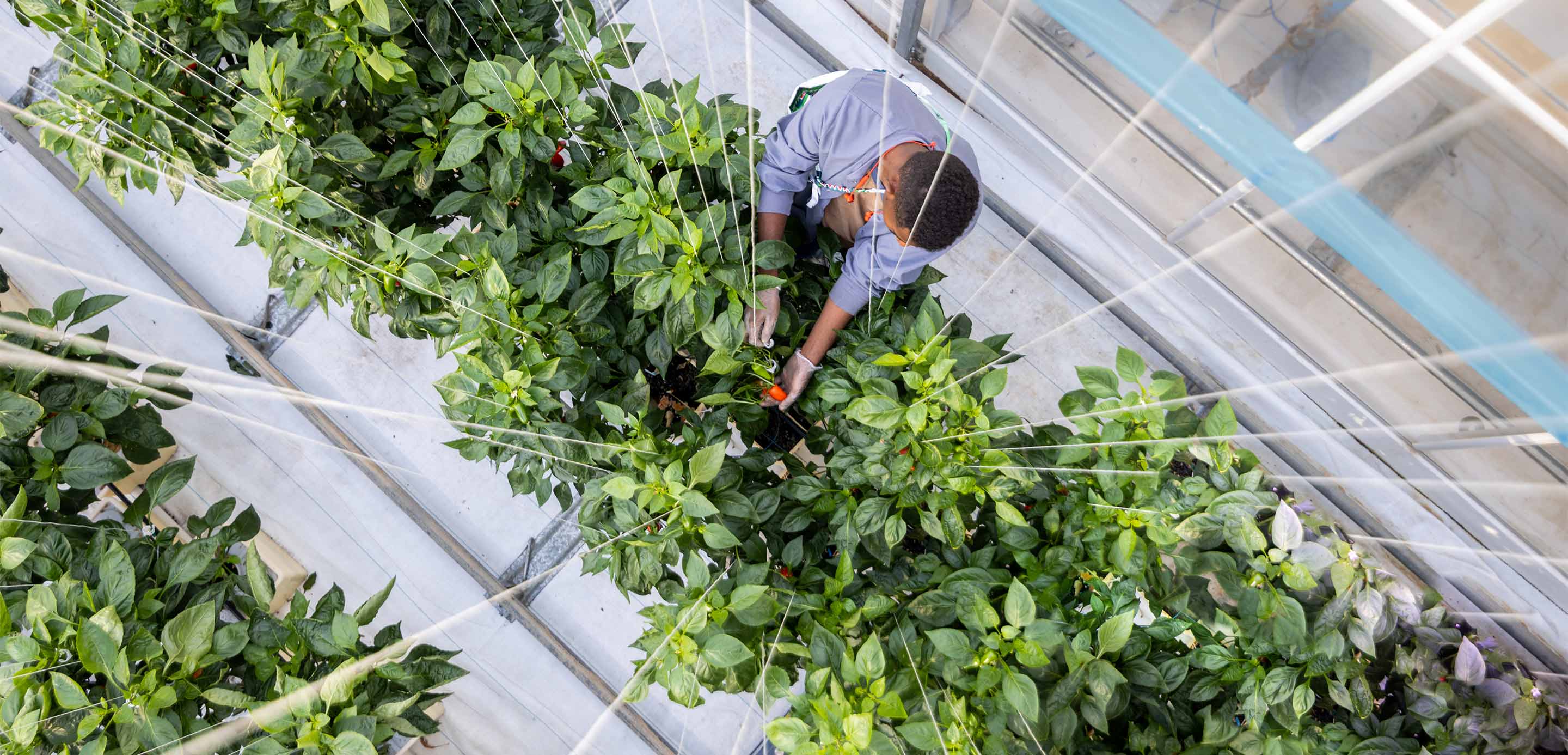 AgTech start-up RedSea reinventing desert agriculture banner image AgTech start-up RedSea reinventing desert agriculture banner image